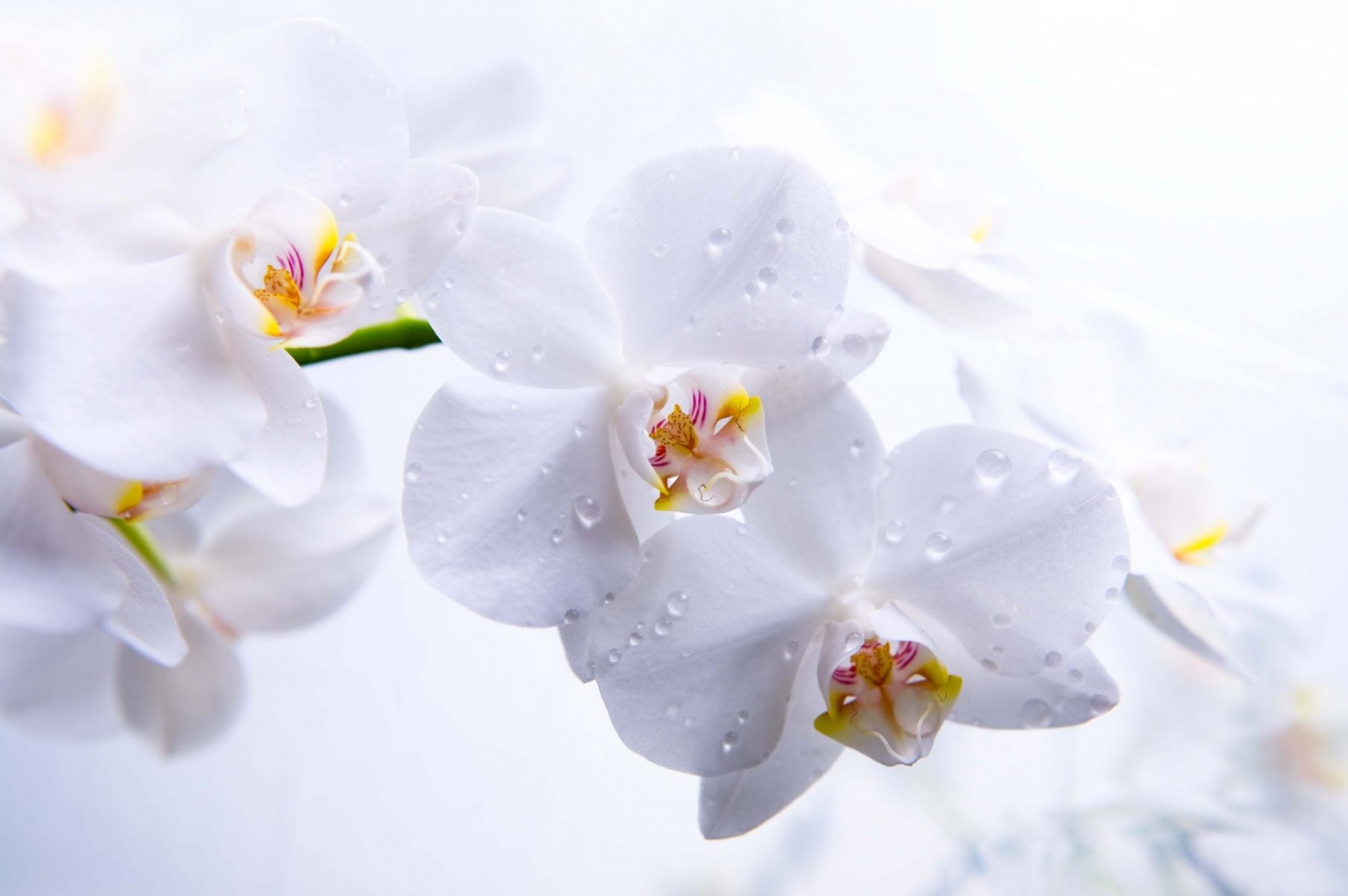 Hoa lan hồ điệp trắng cực kỳ tao nhã
